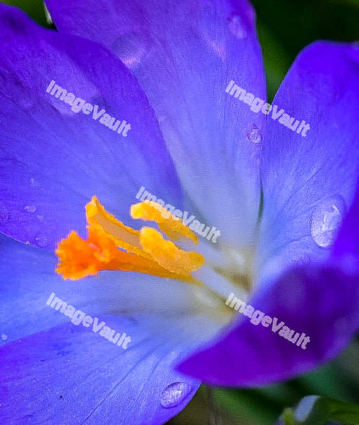Blue flower petal